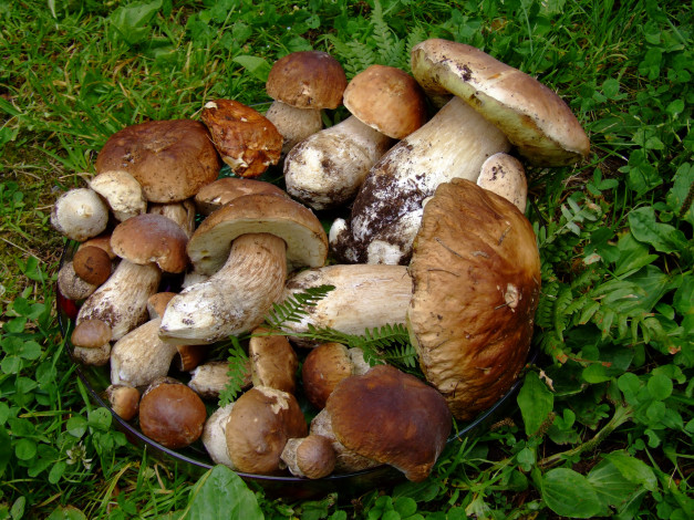 Обои картинки фото еда, грибы,  грибные блюда, урожай, сбор
