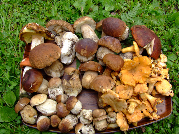 Обои картинки фото еда, грибы,  грибные блюда, урожай, сбор