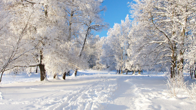 Обои картинки фото природа, зима, снег, деревья, иней