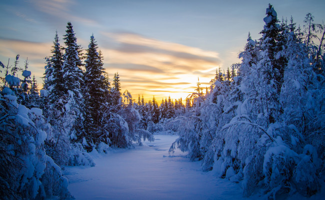 Обои картинки фото природа, зима, елки, снег, утро