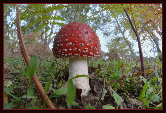 Обои картинки фото природа, грибы,  мухомор, мухомор, трава