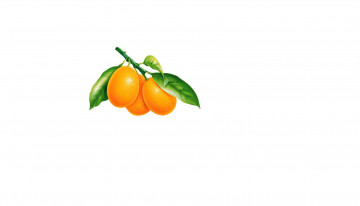 Картинка векторная+графика еда+ food фон апельсин пистья