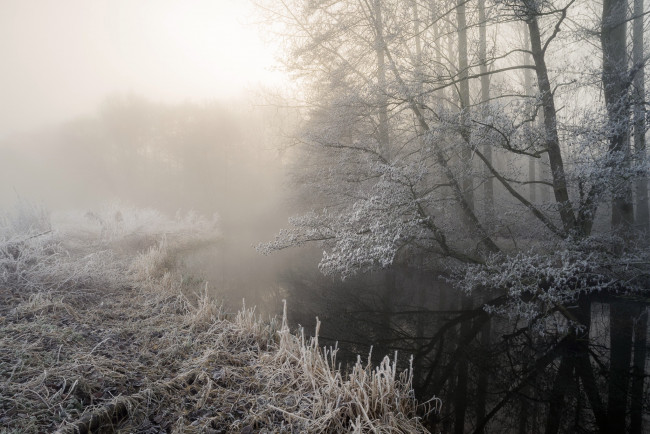 Обои картинки фото природа, зима, деревья, иней