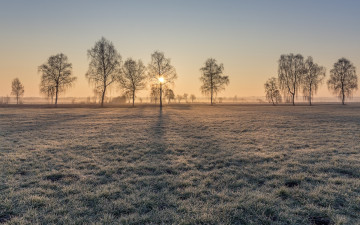 Картинка природа зима солнце деревья трава иней луг