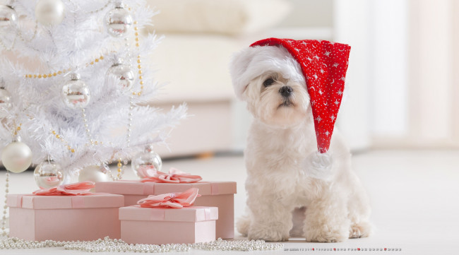 Обои картинки фото календари, праздники,  салюты, шар, игрушка, шапка, собака, елка, подарок, коробка
