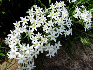 Картинка цветы белые мелкие цветочки