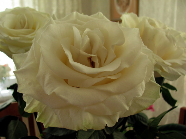 Обои картинки фото цветы, розы, макро