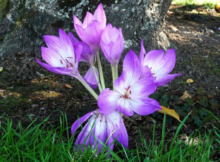 Картинка цветы крокусы фиолетовые трава дерево