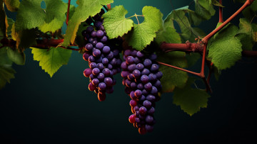 Картинка 3д+графика природа+ nature листья природа урожай виноград виноградник висят грозди винограда гроздь