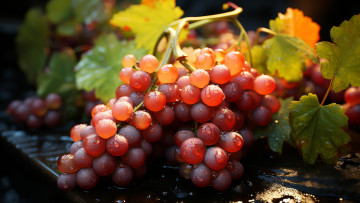 Картинка рисованное еда листья природа урожай виноград виноградник висят грозди винограда гроздь