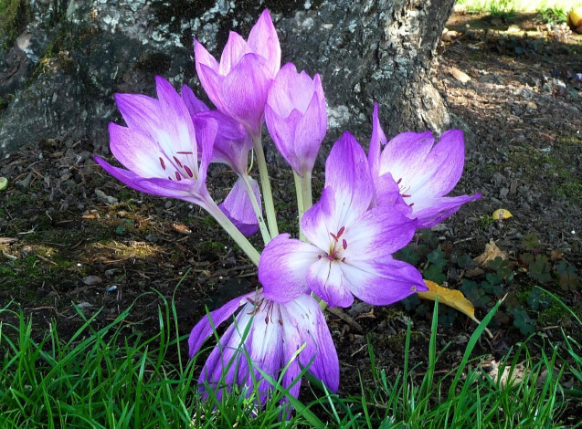 Обои картинки фото цветы, крокусы, фиолетовые, трава, дерево