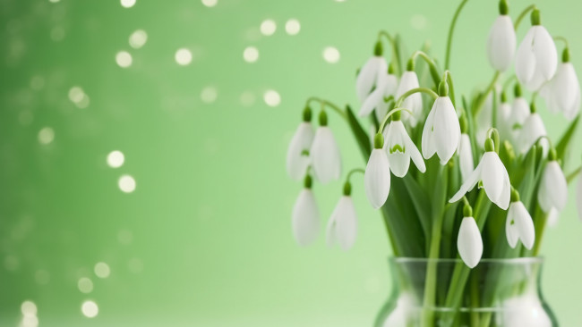 Обои картинки фото рисованное, цветы, букет, весна, подснежники, ваза, белые, первоцветы, зеленый, фон