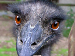 Картинка vovan проникновенный взгляд животные страусы