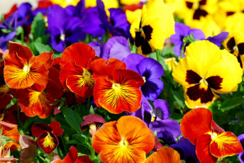 Картинка цветы анютины глазки садовые фиалки много фиолетовый красный