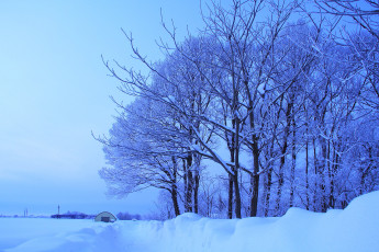 обоя природа, зима, синий, снег, деревья