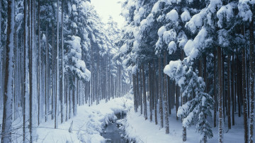 обоя природа, зима, ручей, снег