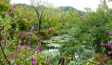 Картинка природа парк пруд цветы кусты деревья