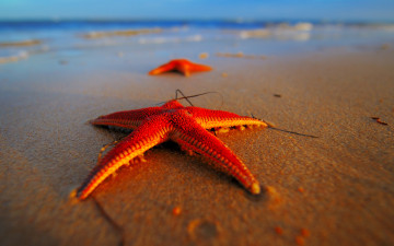 Картинка животные морские звёзды пляж макро лето звезда