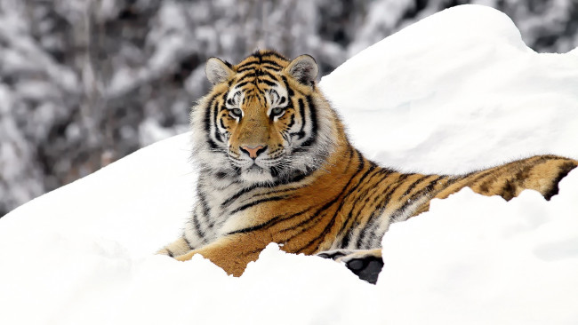 Обои картинки фото животные, тигры, тигр, снег
