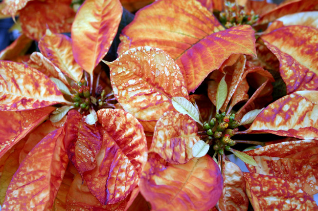 Обои картинки фото цветы, пуансеттия, листья, оранжевый