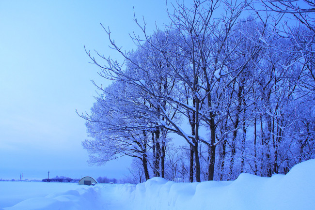 Обои картинки фото природа, зима, синий, снег, деревья