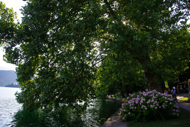 Обои картинки фото природа, парк, река, дерево, цветущий, куст