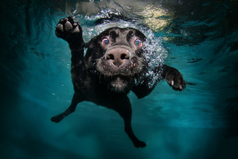 Картинка животные собаки пловец бассейн вода под водой