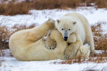 Картинка животные медведи борьба белый