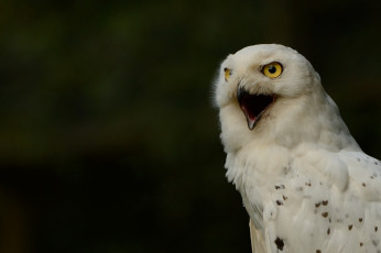 Картинка животные совы белая сова полярная snowy owl