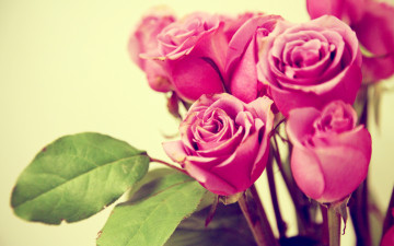 Картинка цветы розы розовые листья