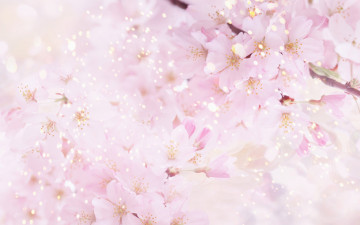 Картинка цветы сакура вишня цветение дерево весна