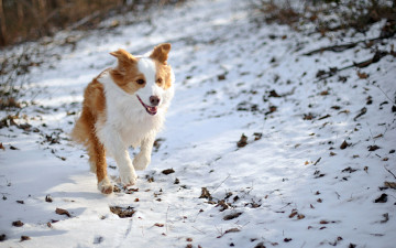 Картинка животные собаки зима поле собака