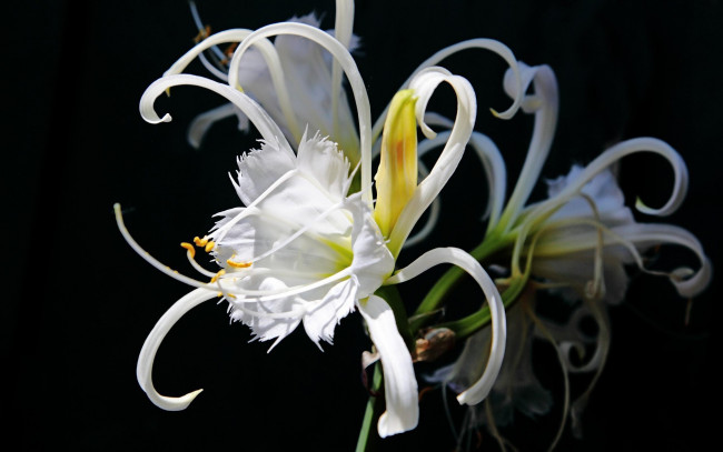 Обои картинки фото цветы, эухарис, амазонская, лилия, экзотика
