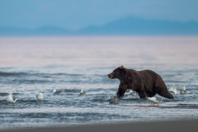 Обои картинки фото животные, разные, вместе, медведь, побережье, море, чайки
