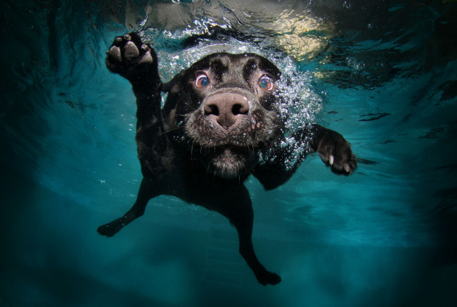 Обои картинки фото животные, собаки, пловец, бассейн, вода, под, водой