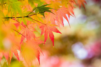 Картинка природа листья макро осень листочки ветка