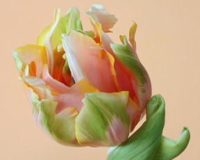 Картинка цветы тюльпаны тюльпан лепестки