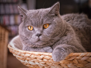 Картинка животные коты британская короткошёрстная морда кошка кот британец
