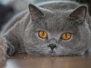Картинка животные коты глаза морда кот британец взгляд британская короткошёрстная