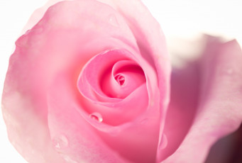 Картинка цветы розы роза розовая макро цветок