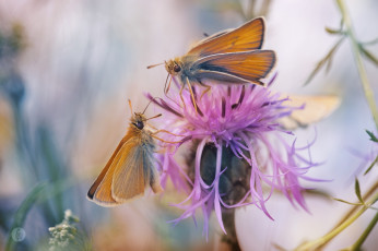 Картинка животные бабочки +мотыльки +моли розовый цветок макро