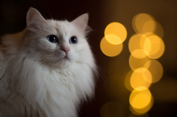Картинка животные коты блики фон кошка кот