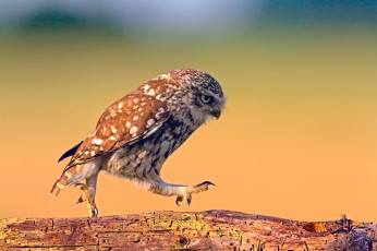Картинка животные совы дерево доска шагает прогулка сова птица