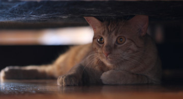 Картинка животные коты спрятался взгляд рыжий кот