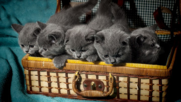 Картинка животные коты малыши чемодан британцы котята британская короткошёрстная