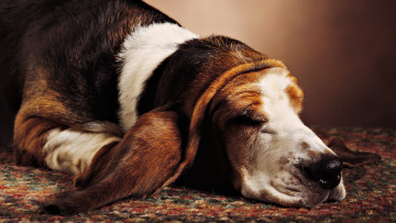 Картинка животные собаки ковер собака пол отдых сон бассет