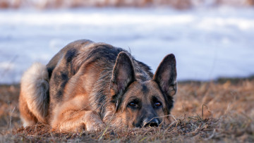 Картинка животные собаки собака взгляд немецкая овчарка лес