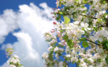 Картинка цветы цветущие+деревья+ +кустарники цвет ветка яблоня дерево весна облака небо