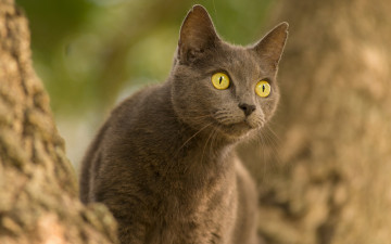 Картинка животные коты кот взгляд глазища кошка