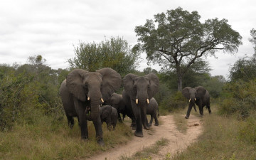Картинка животные слоны дорога сафари
